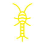 TRAÇAS